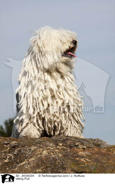 sitting Puli / JH-09334