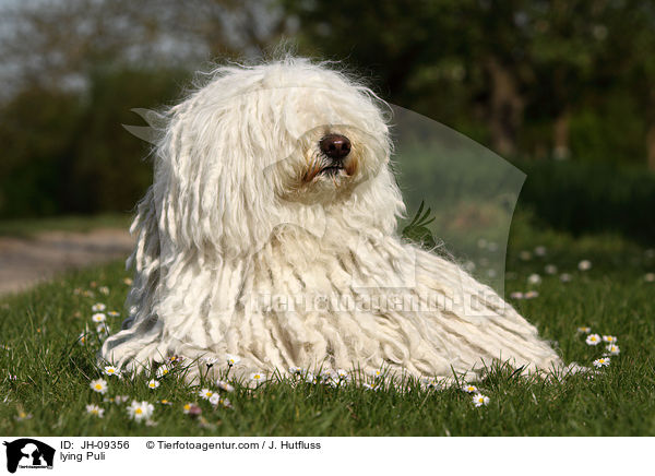 liegender Puli / lying Puli / JH-09356