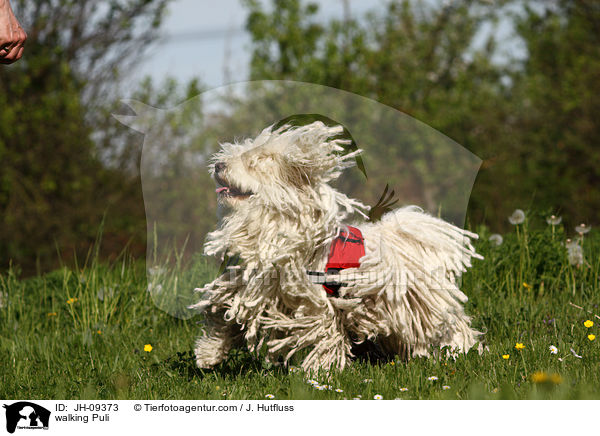 laufender Puli / walking Puli / JH-09373