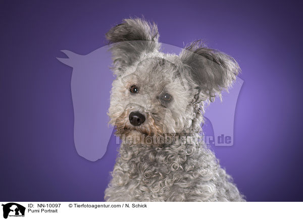 Pumi Portrait / Pumi Portrait / NN-10097