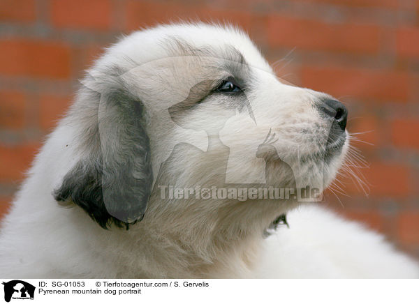 Pyrenenberghund Portrait / Pyrenean mountain dog portrait / SG-01053