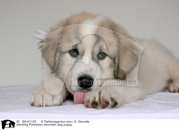 Pyrenenberghund Welpe / standing Pyrenean mountain dog puppy / SG-01125