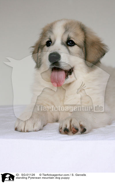 Pyrenenberghund Welpe / standing Pyrenean mountain dog puppy / SG-01126