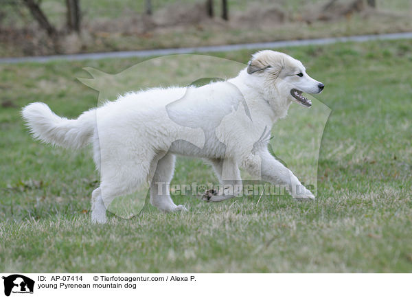 young Pyrenean mountain dog / AP-07414