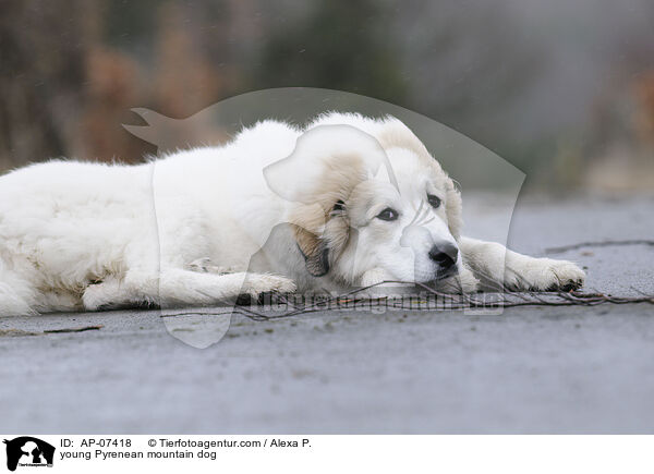 young Pyrenean mountain dog / AP-07418