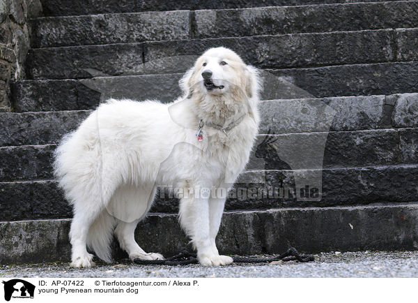 young Pyrenean mountain dog / AP-07422