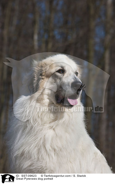 Pyrenenberghund Portrait / Great Pyrenees dog portrait / SST-09623