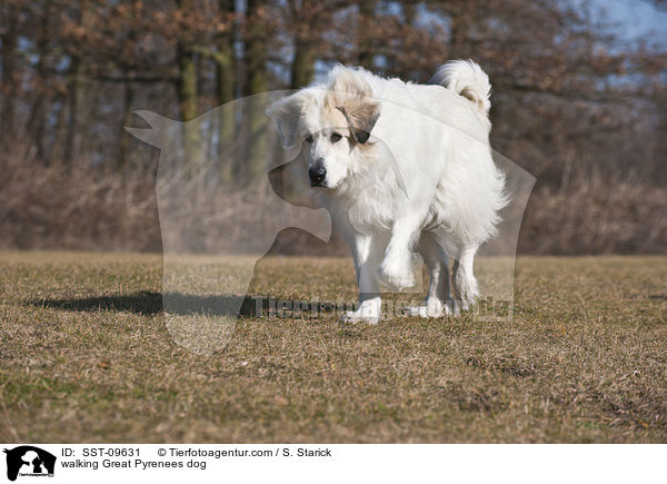laufender Pyrenenberghund / walking Great Pyrenees dog / SST-09631