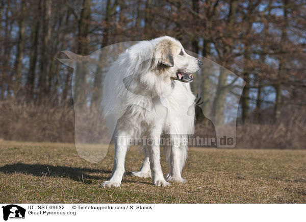 Great Pyrenees dog / SST-09632