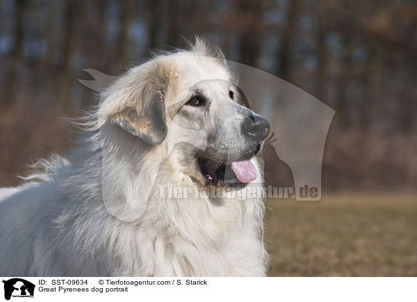 Pyrenenberghund Portrait / Great Pyrenees dog portrait / SST-09634