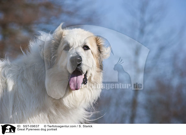 Pyrenenberghund Portrait / Great Pyrenees dog portrait / SST-09637