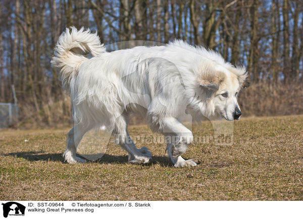 laufender Pyrenenberghund / walking Great Pyrenees dog / SST-09644