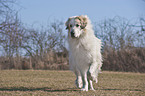 walking Great Pyrenees dog