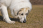 Great Pyrenees dog