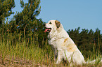 sitting Pyrenean Mountain Dog