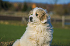 Pyrenean Mountain Dog Puppy