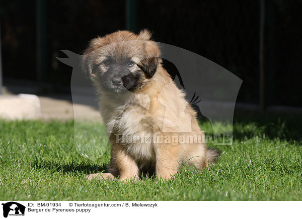 Berger de Pyrenees puppy / BM-01934