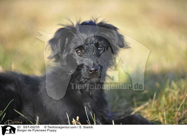 Berger de Pyrenees Welpe / Berger de Pyrenees Puppy / SST-09235