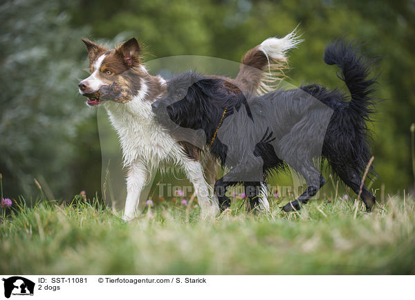 2 Hunde / 2 dogs / SST-11081