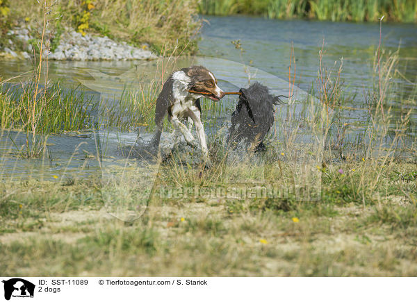 2 Hunde / 2 dogs / SST-11089