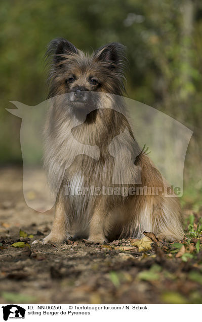 sitzender Berger de Pyrenees / sitting Berger de Pyrenees / NN-06250