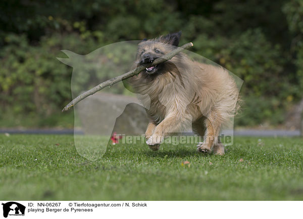 spielender Berger de Pyrenees / playing Berger de Pyrenees / NN-06267