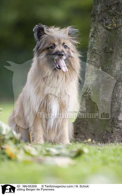 sitzender Berger de Pyrenees / sitting Berger de Pyrenees / NN-06268