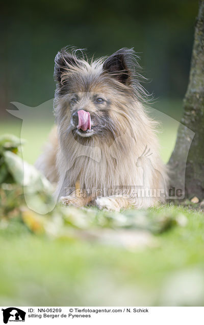 sitzender Berger de Pyrenees / sitting Berger de Pyrenees / NN-06269