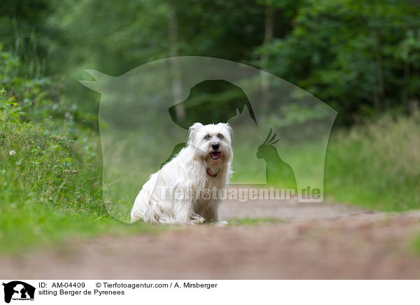 sitting Berger de Pyrenees / AM-04409