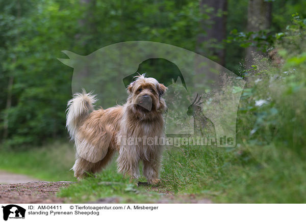 stehender Berger de Pyrenees / standing Pyrenean Sheepdog / AM-04411