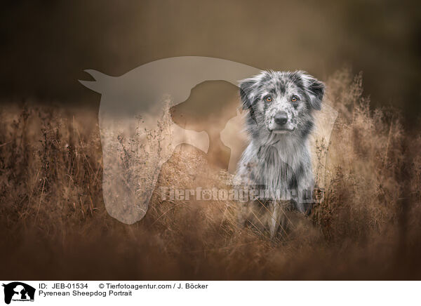 Berger de Pyrenees Portrait / Pyrenean Sheepdog Portrait / JEB-01534