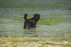 bathing Berger de Pyrenees