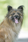 Berger de Pyrenees Portrait