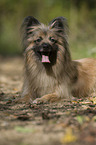 lying Berger de Pyrenees