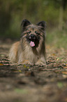 lying Berger de Pyrenees