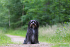 sitting Berger de Pyrenees