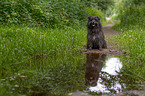 sitting Berger de Pyrenees