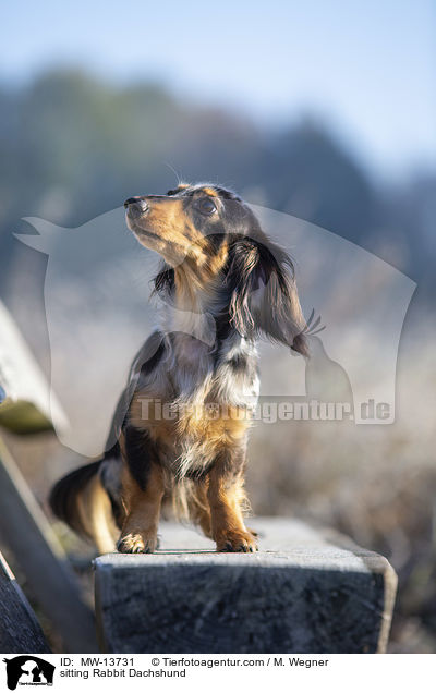 sitting Rabbit Dachshund / MW-13731