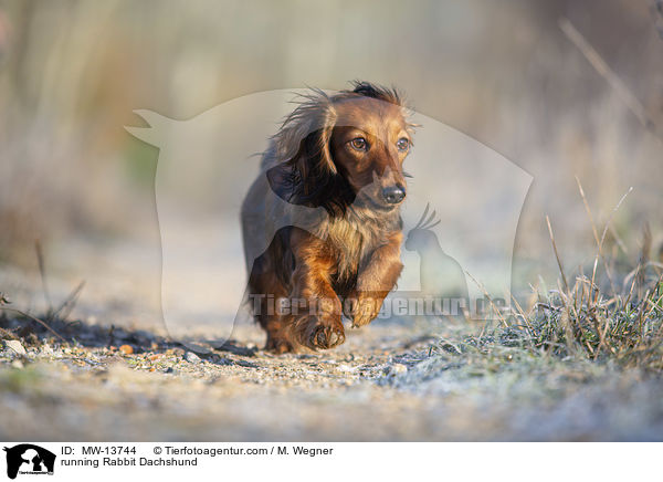 rennender Kaninchendackel / running Rabbit Dachshund / MW-13744