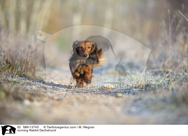 rennender Kaninchendackel / running Rabbit Dachshund / MW-13745