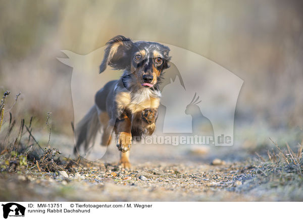 rennender Kaninchendackel / running Rabbit Dachshund / MW-13751