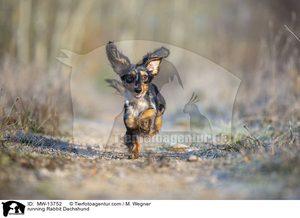 rennender Kaninchendackel / running Rabbit Dachshund / MW-13752