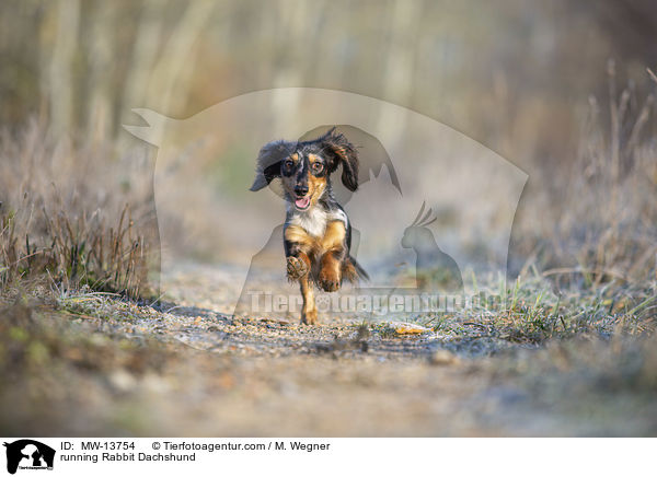 rennender Kaninchendackel / running Rabbit Dachshund / MW-13754