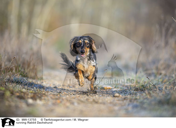 rennender Kaninchendackel / running Rabbit Dachshund / MW-13755