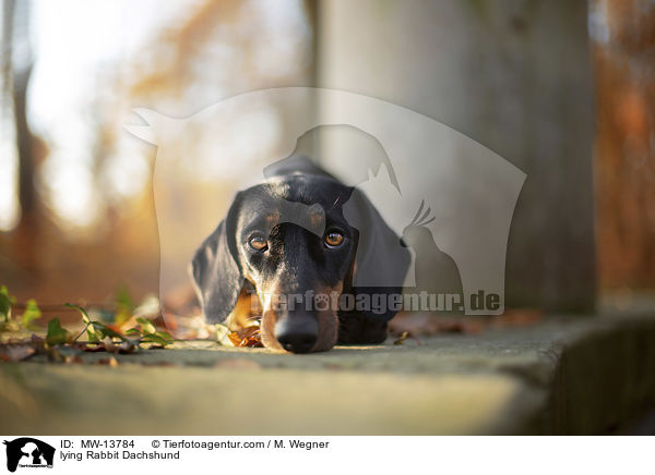 liegender Kaninchendackel / lying Rabbit Dachshund / MW-13784