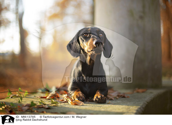 liegender Kaninchendackel / lying Rabbit Dachshund / MW-13785