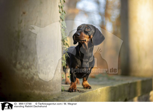 stehender Kaninchendackel / standing Rabbit Dachshund / MW-13788