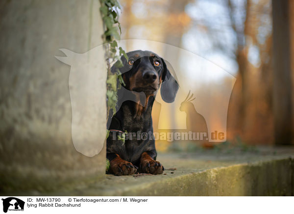 liegender Kaninchendackel / lying Rabbit Dachshund / MW-13790