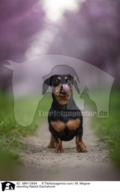 stehender Kaninchendackel / standing Rabbit Dachshund / MW-13894