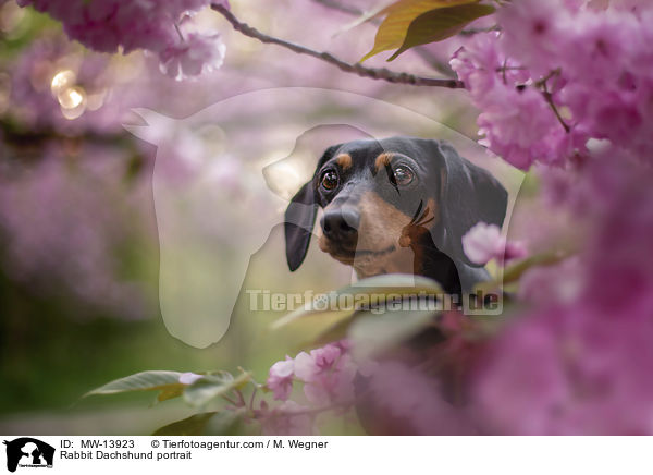 Kaninchendackel Portrait / Rabbit Dachshund portrait / MW-13923